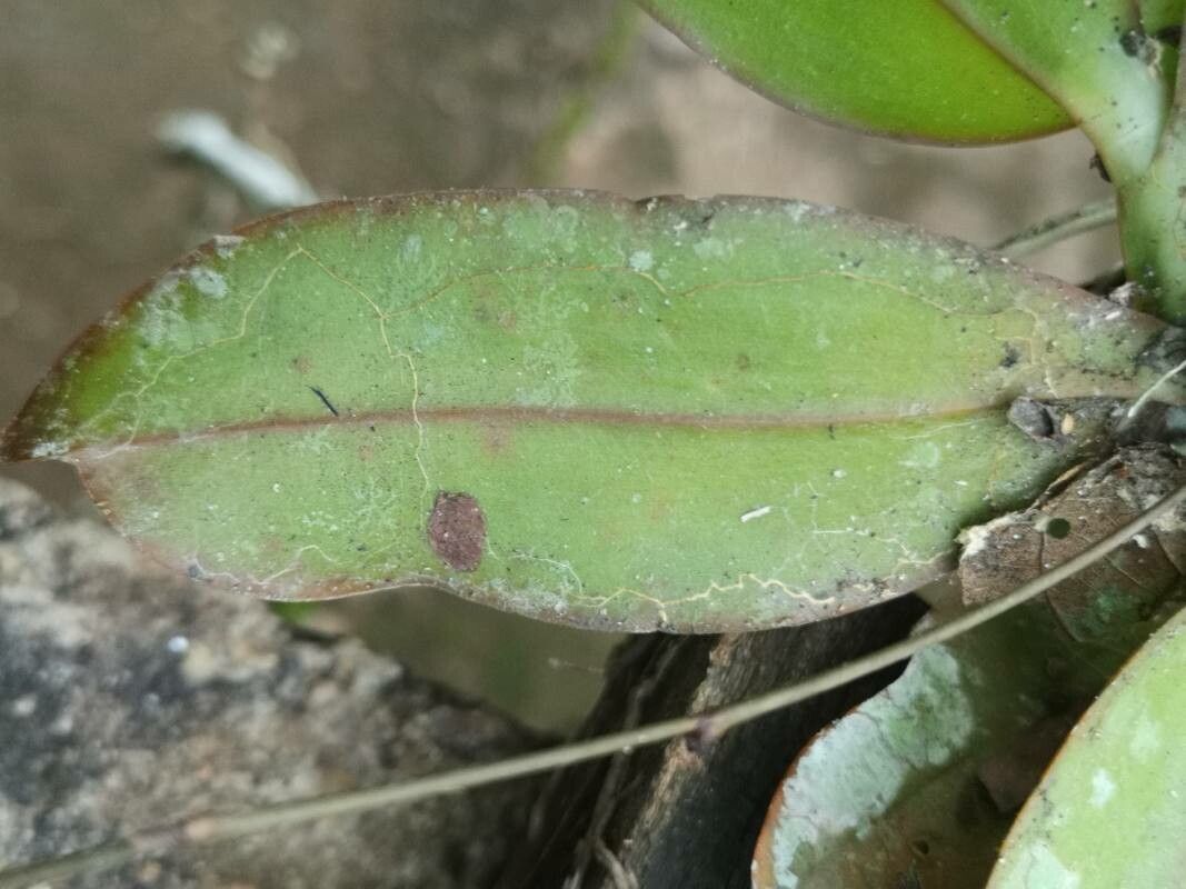 Angraecum claessensii — houseplant care guide
