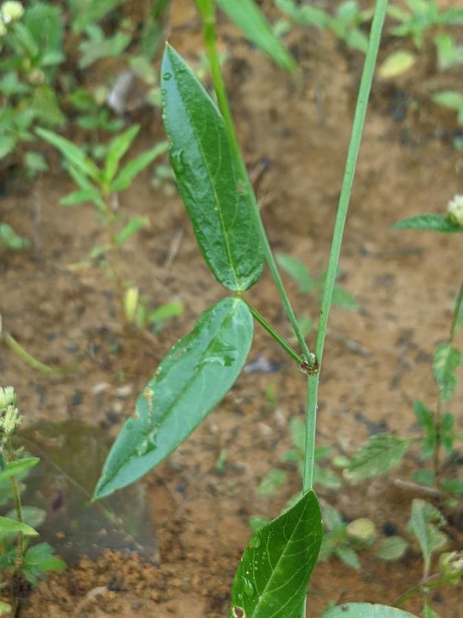 Zornia latifolia — houseplant care guide