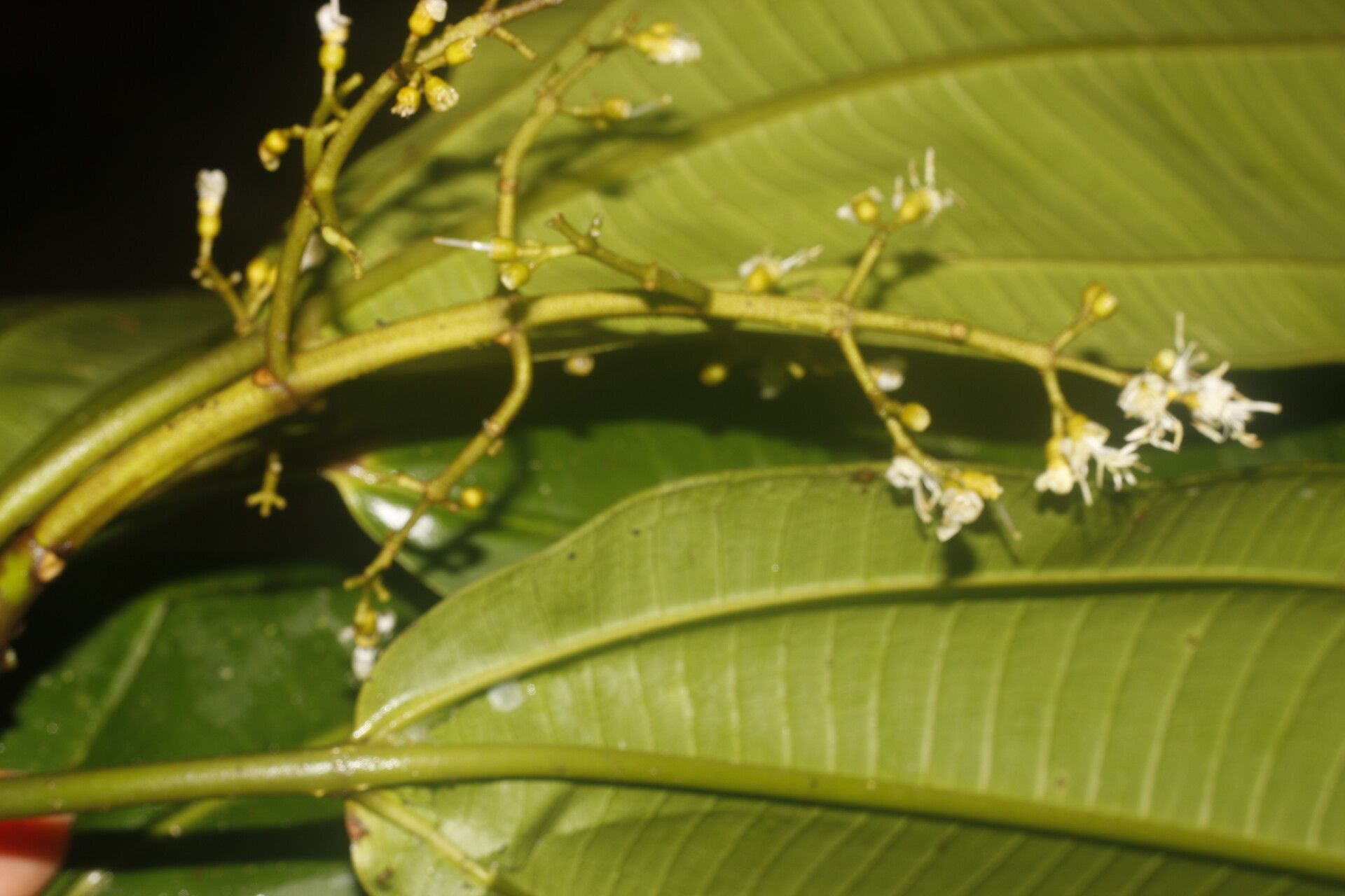 Miconia commutata flower