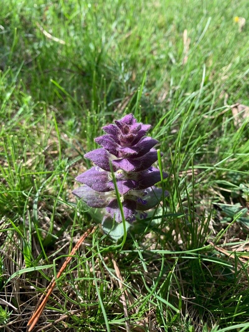 Ajuga pyramidalis — search result for 'Ajuga'