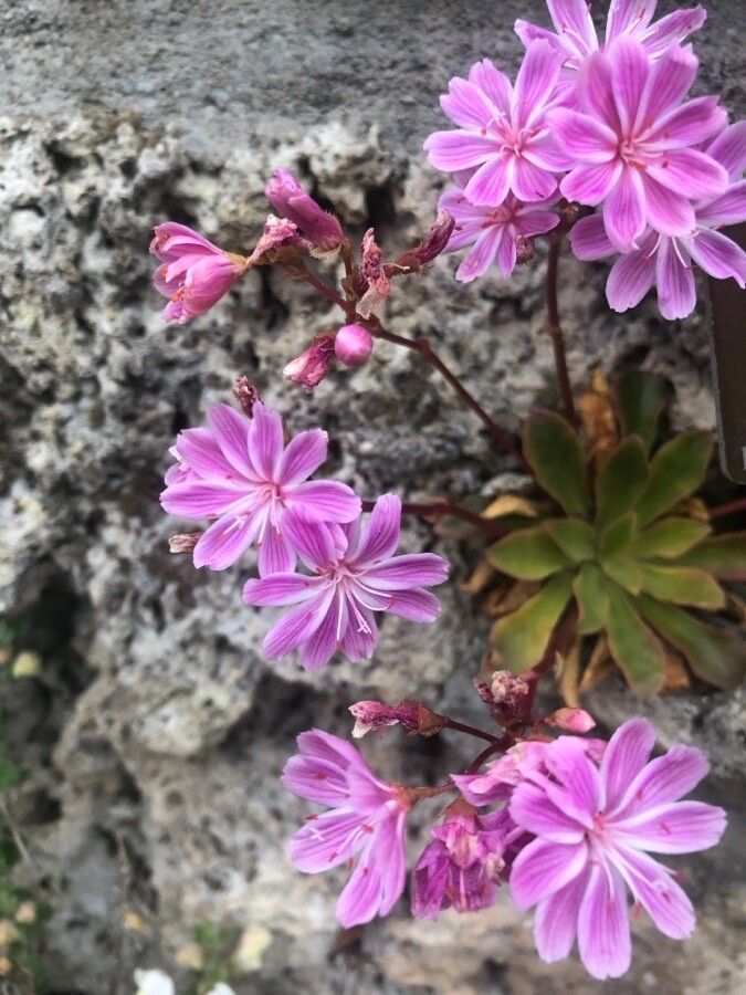 Lewisia leeana flower