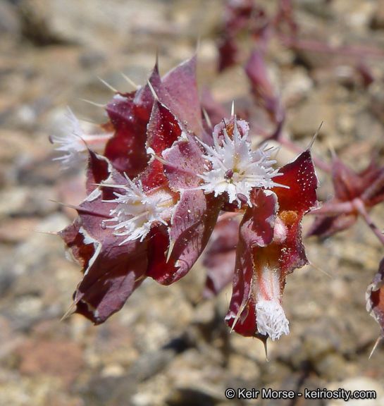 Sidotheca emarginata flower
