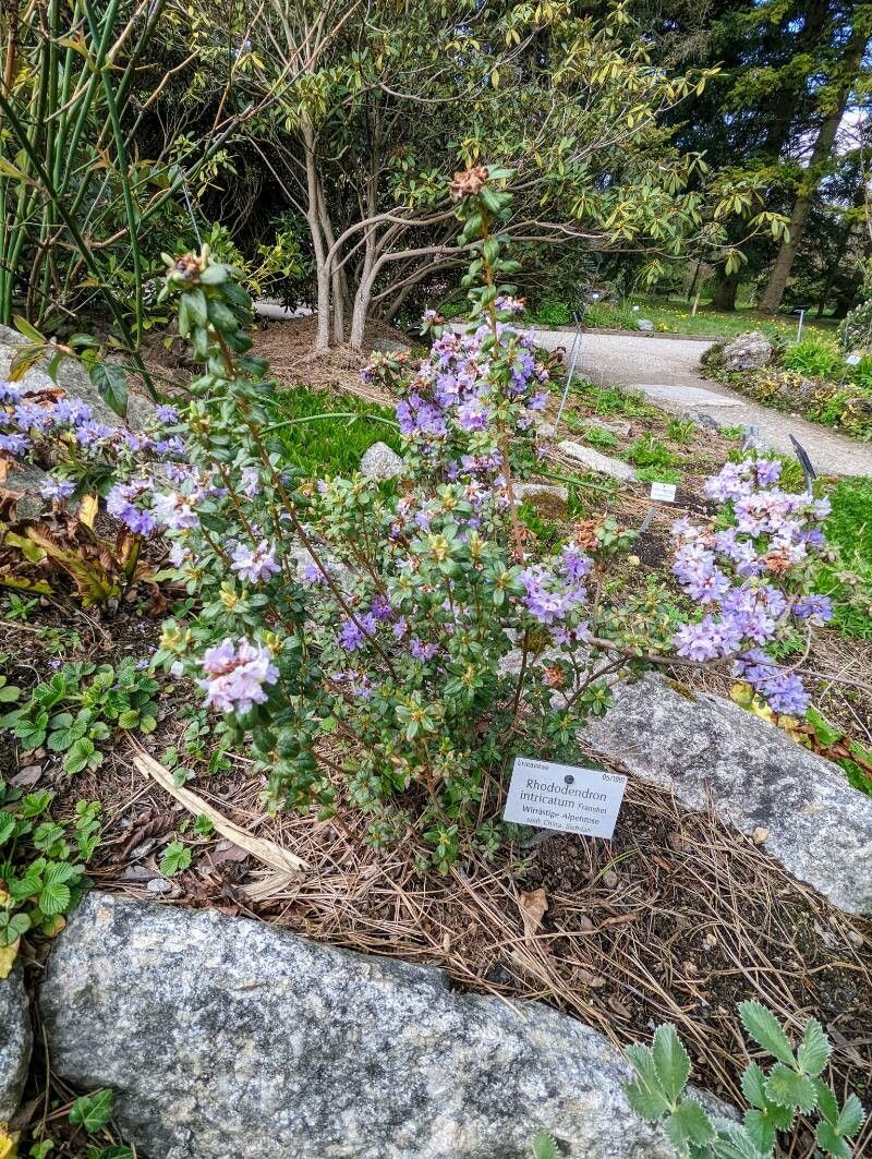 Rhododendron intricatum habit