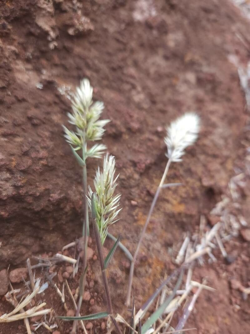 Enneapogon cenchroides flower