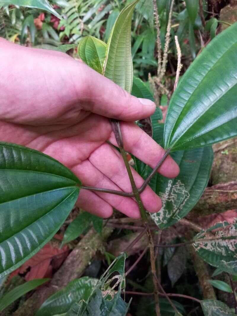 Miconia cooperi bark