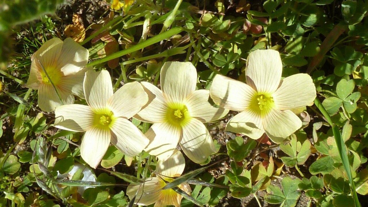 Oxalis obtusa — search result for 'Oxalis'