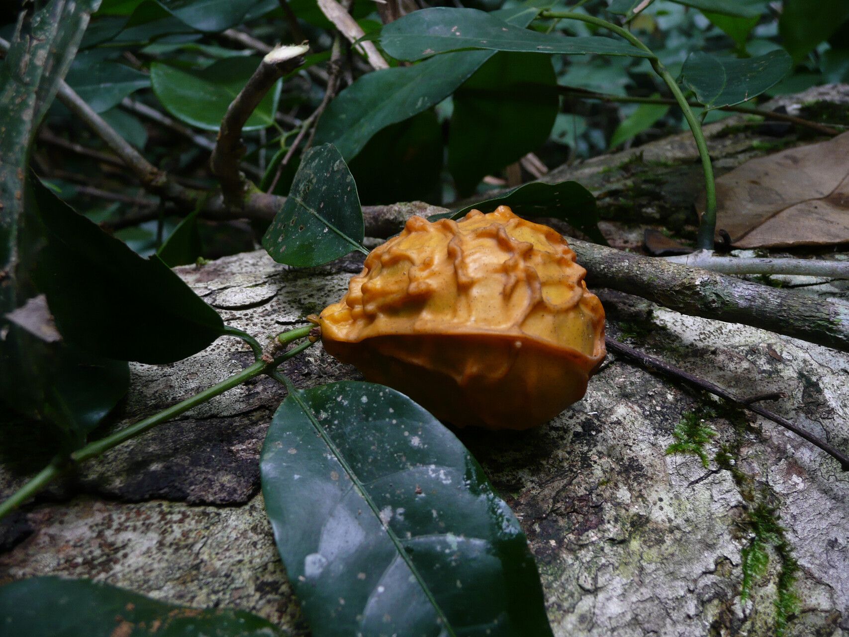 Salacia whytei fruit