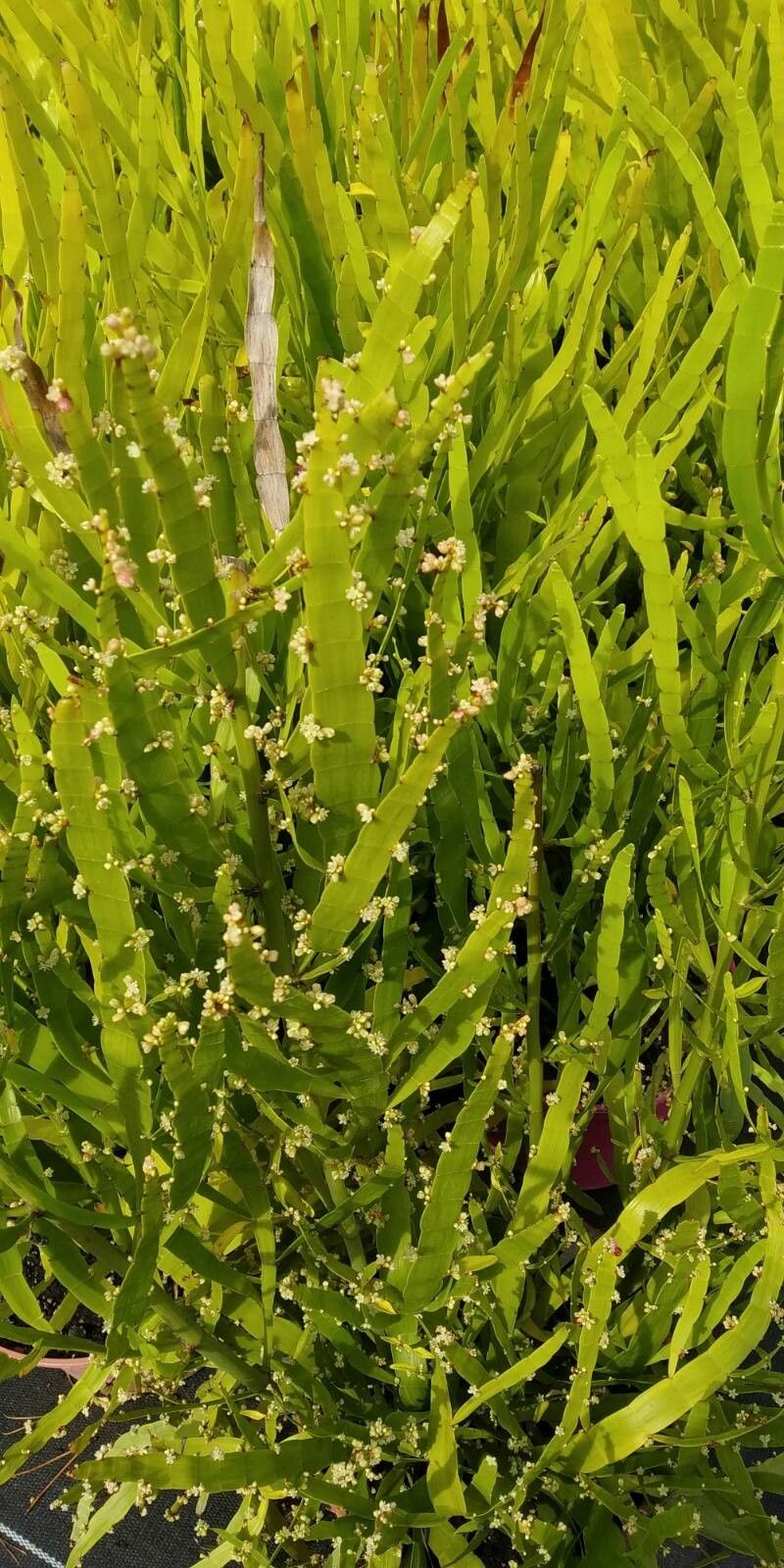 Muehlenbeckia platyclados flower