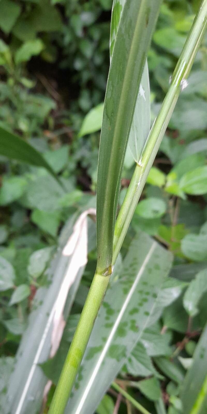 Cenchrus latifolius bark