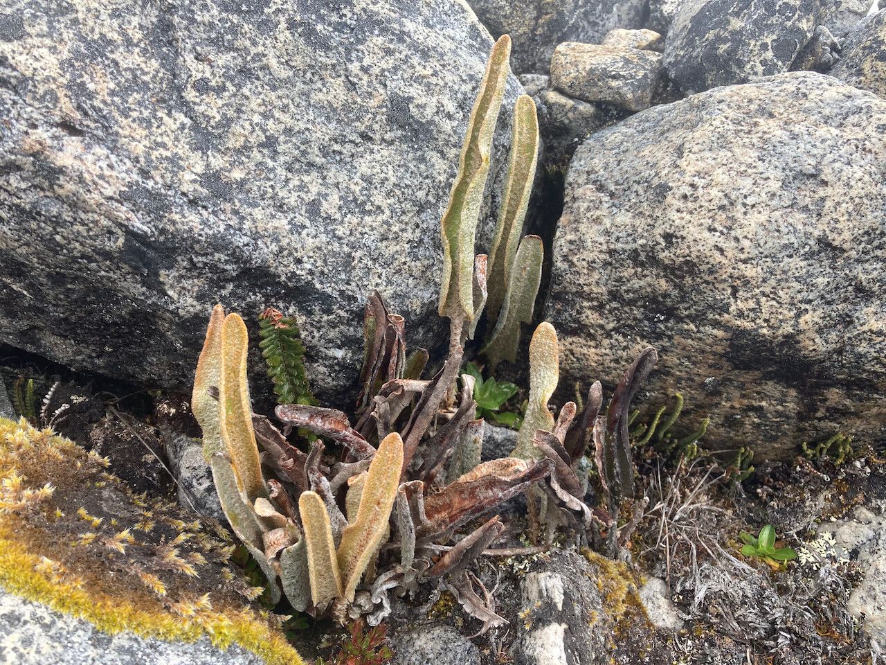 Elaphoglossum engelii habit