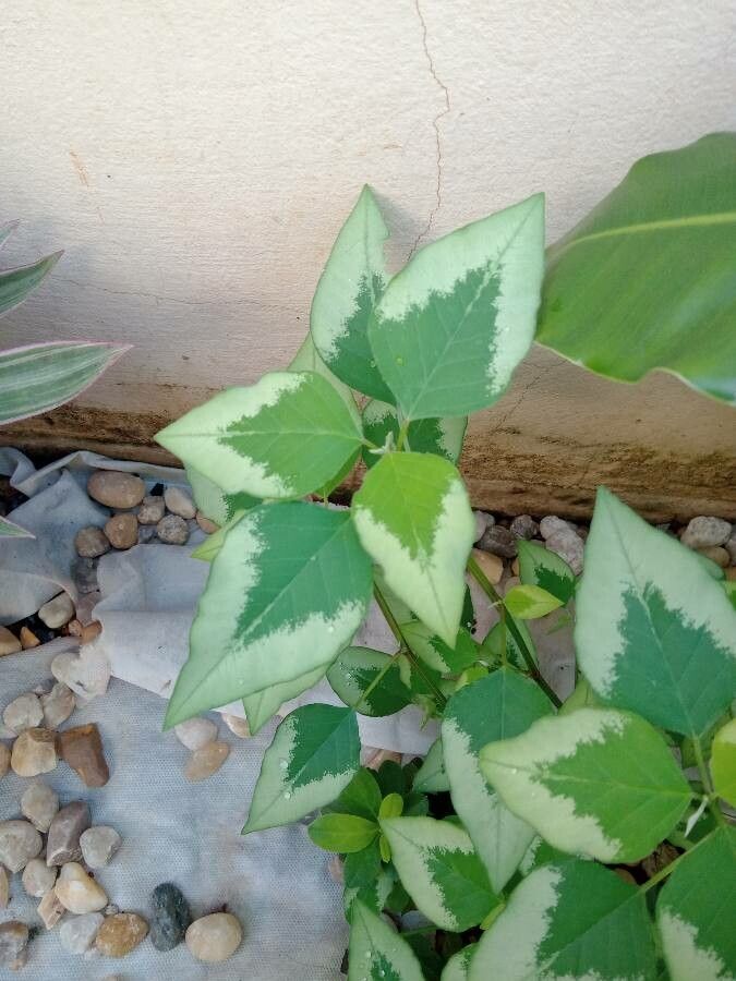 Euphorbia graminea leaf
