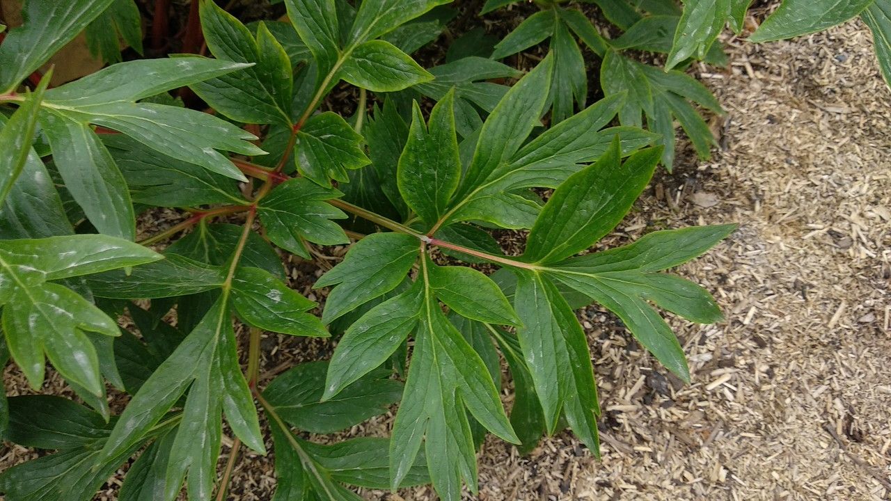 Paeonia peregrina — large blooms houseplant