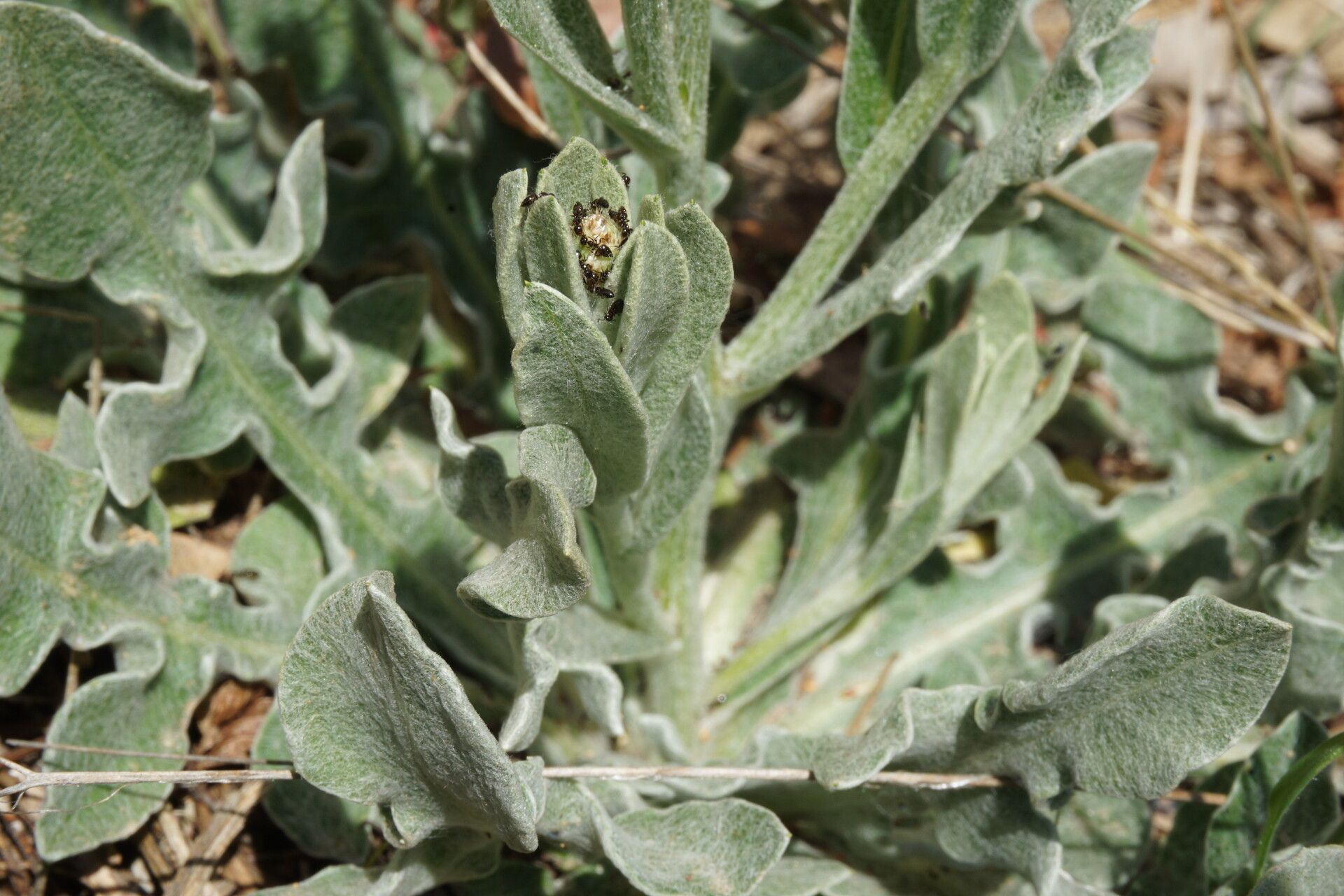 Centaurea cyanomorpha — houseplant care guide