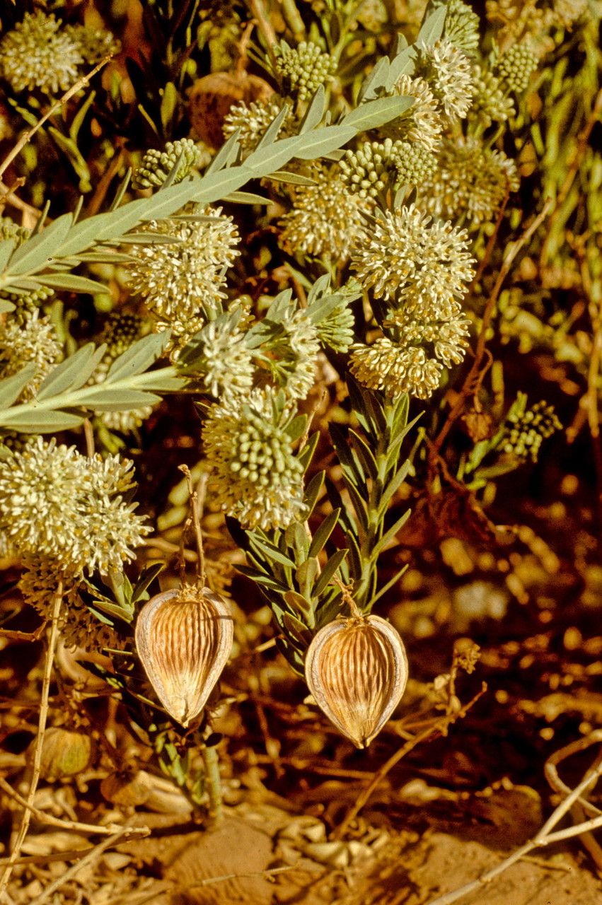 Solenostemma argel flower