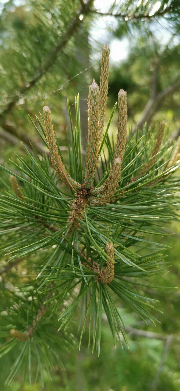 Pinus cembroides leaf