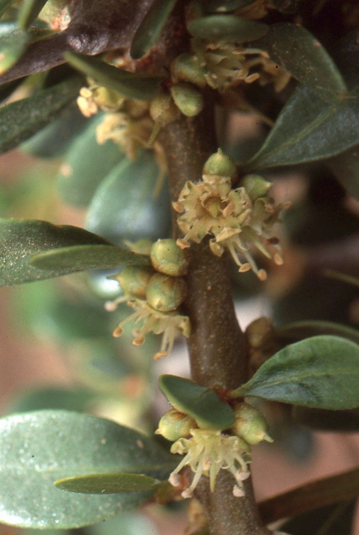 Argania spinosa flower
