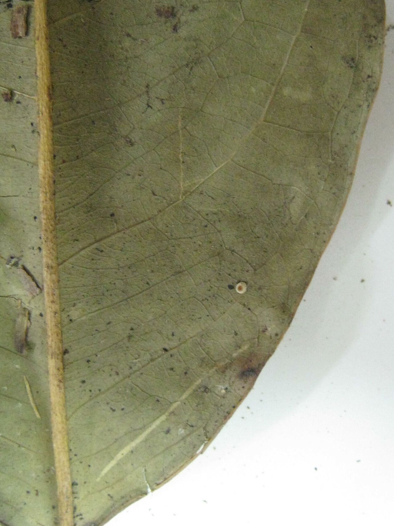 Eugenia marowynensis — houseplant care guide