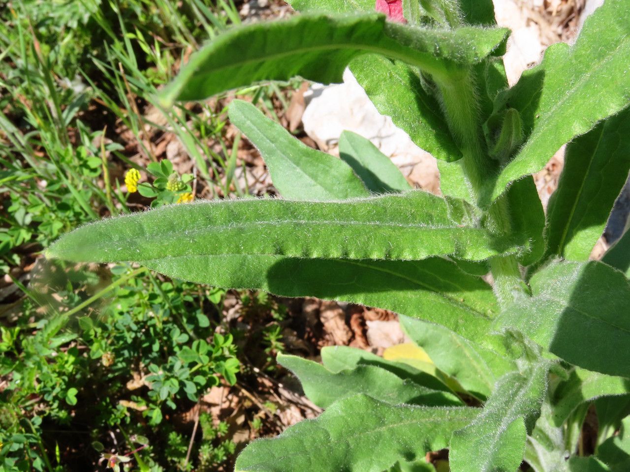 Cynoglossum montanum leaf