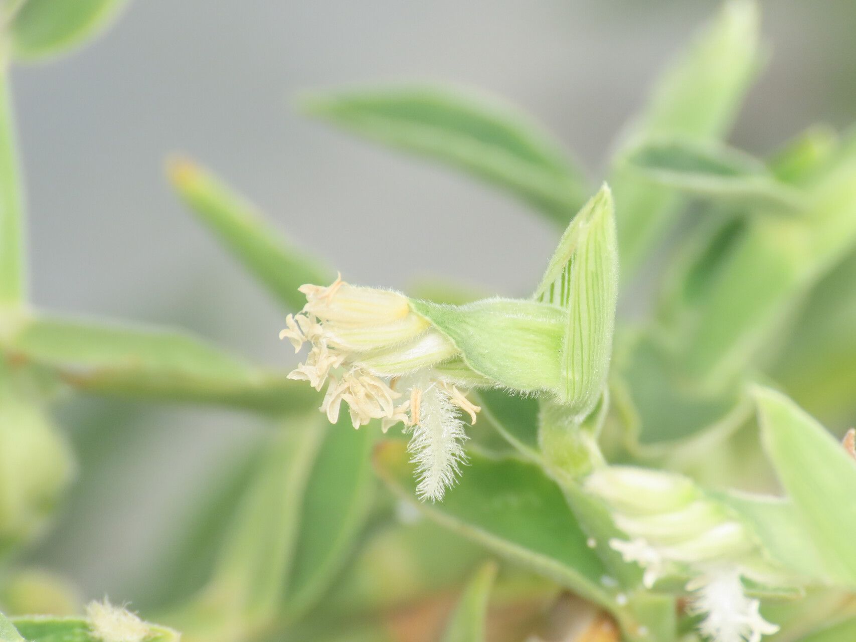 Thuarea involuta flower
