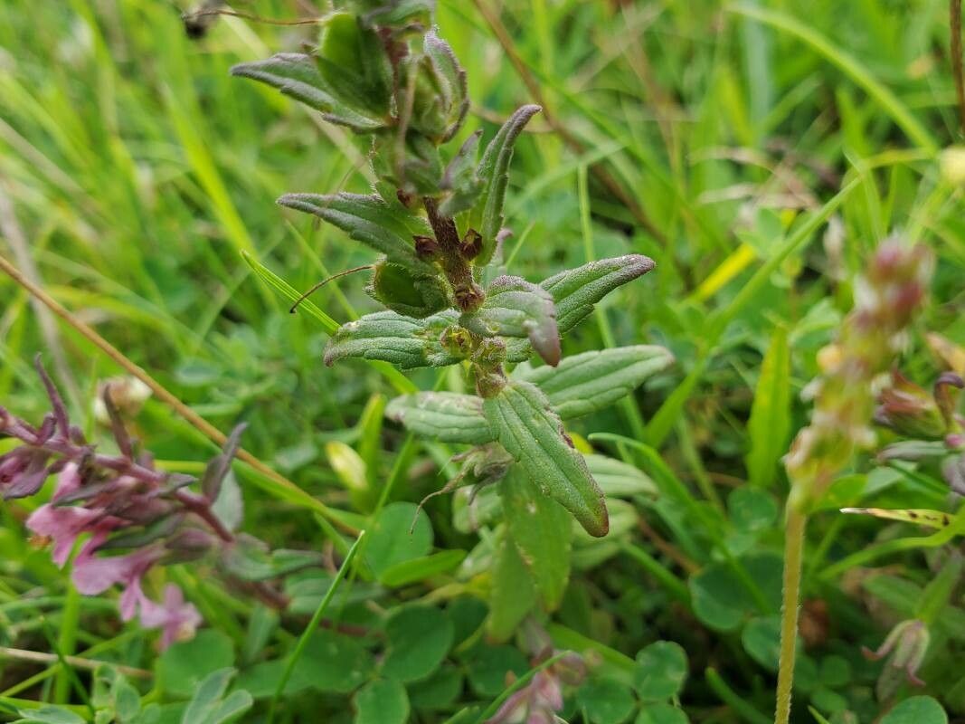Odontites litoralis — search result for 'Bartsia'