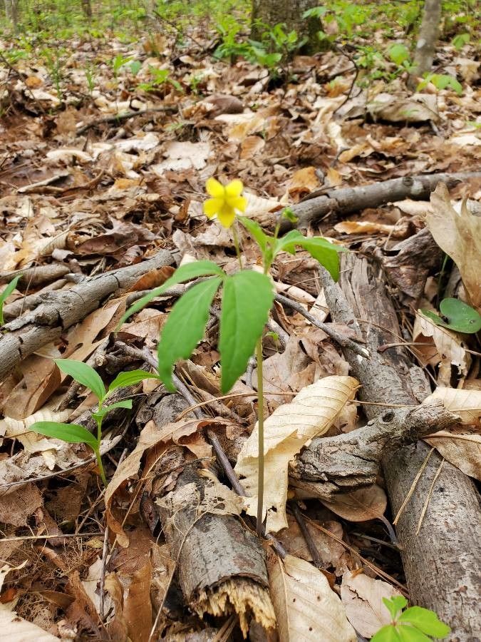 Viola tripartita — search result for 'Viola'