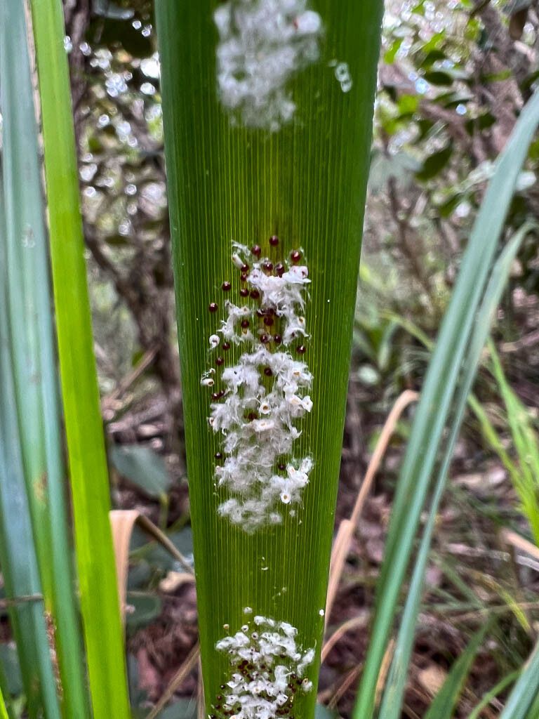 Gahnia novocaledonensis leaf