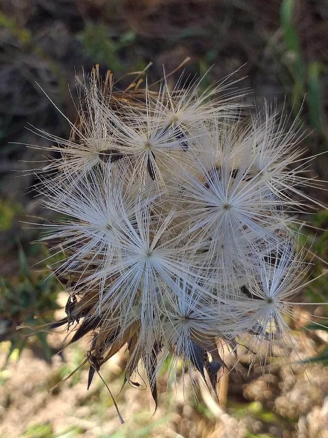 Silybum marianum fruit