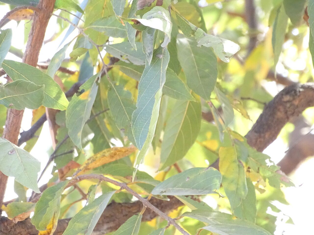 Combretum nigricans leaf