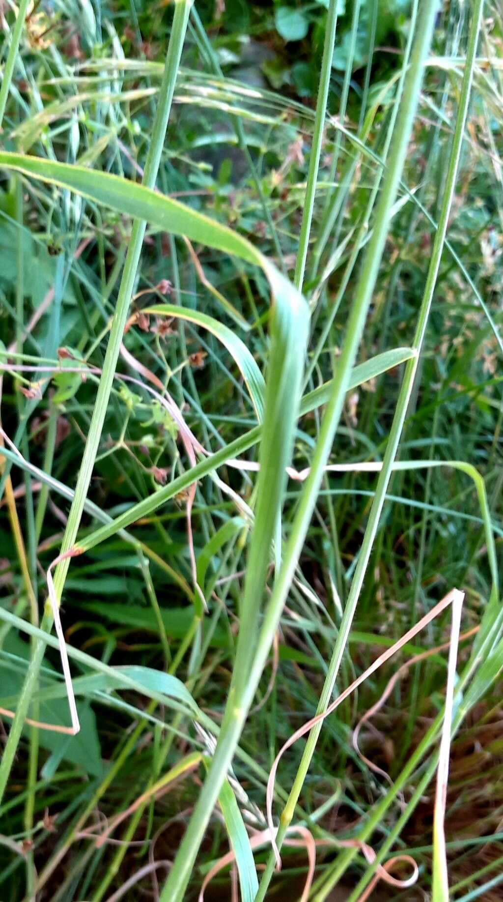 Bromopsis erecta leaf