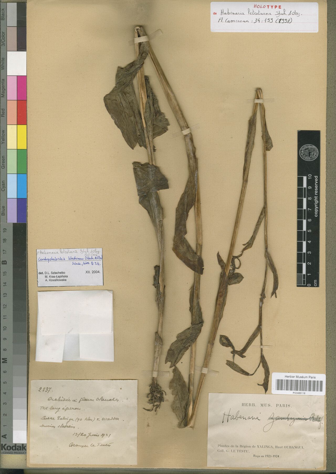 Habenaria letestuana — houseplant care guide