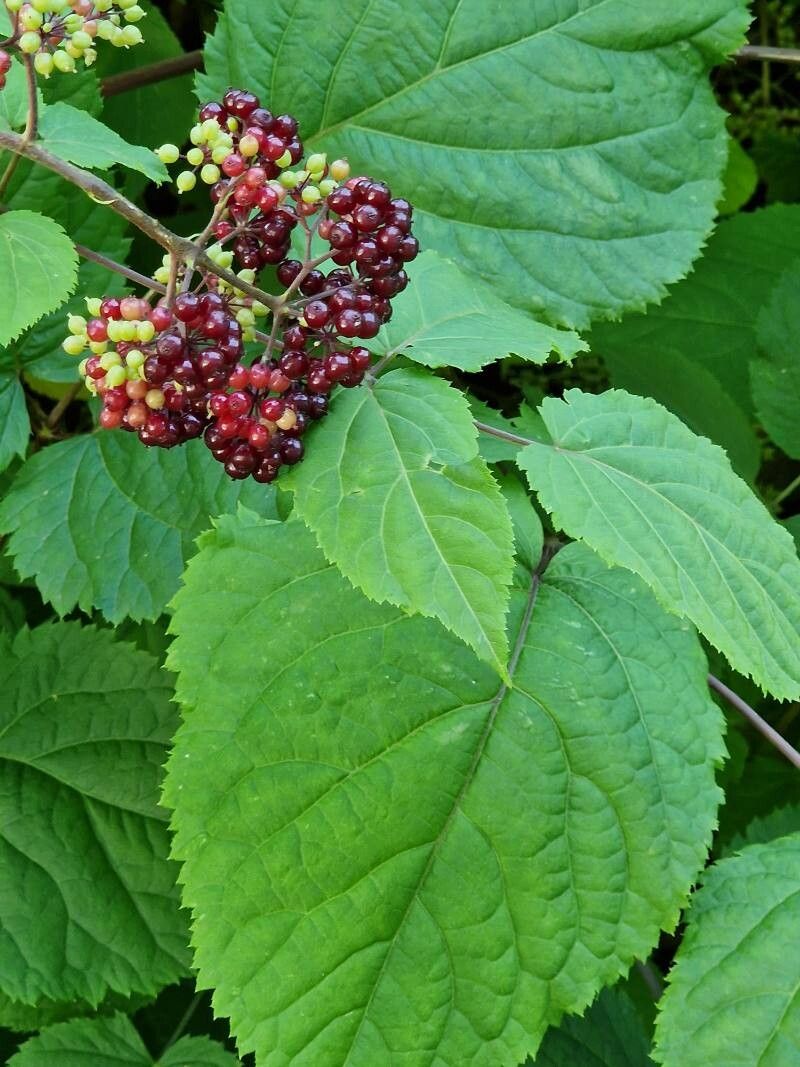 Panax pseudoginseng fruit
