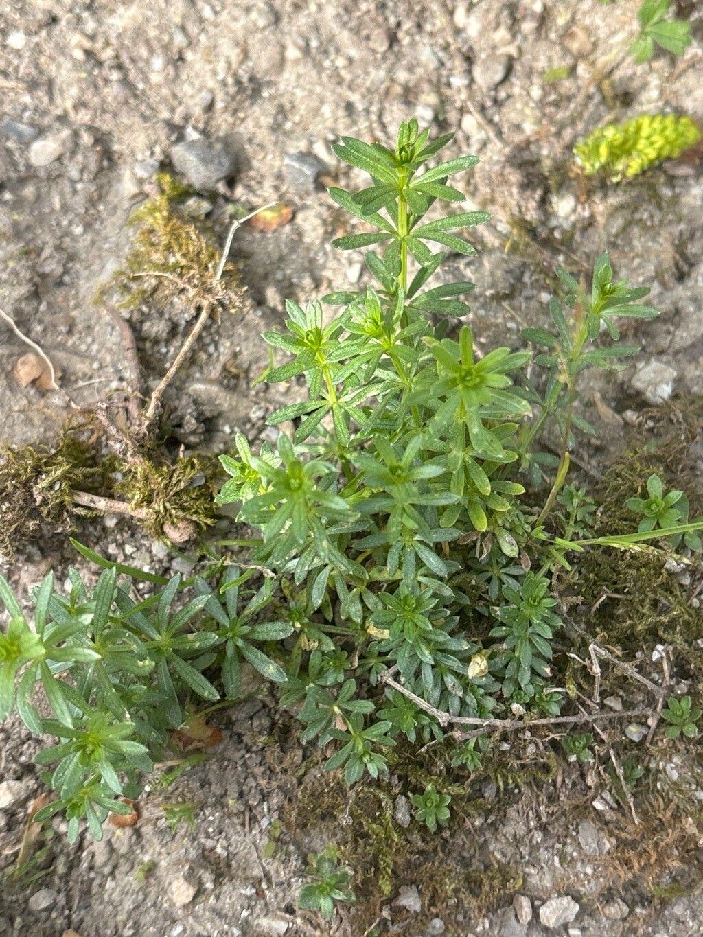 Galium baldense — houseplant care guide