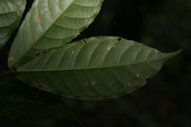 Rinorea neglecta — houseplant care guide