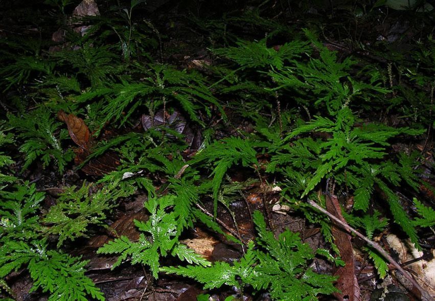 Selaginella arthritica habit