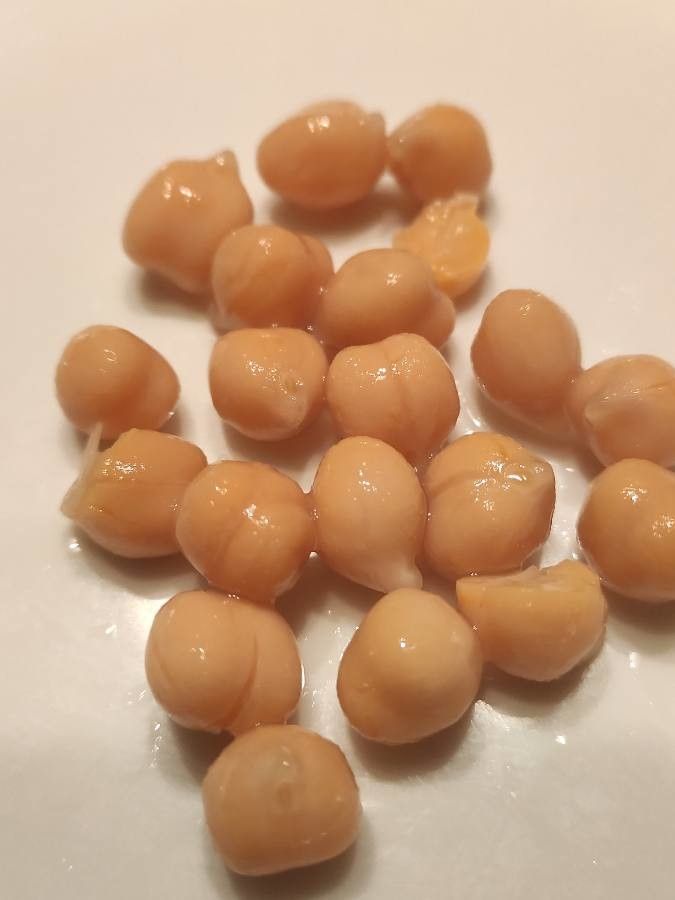 Cicer arietinum fruit