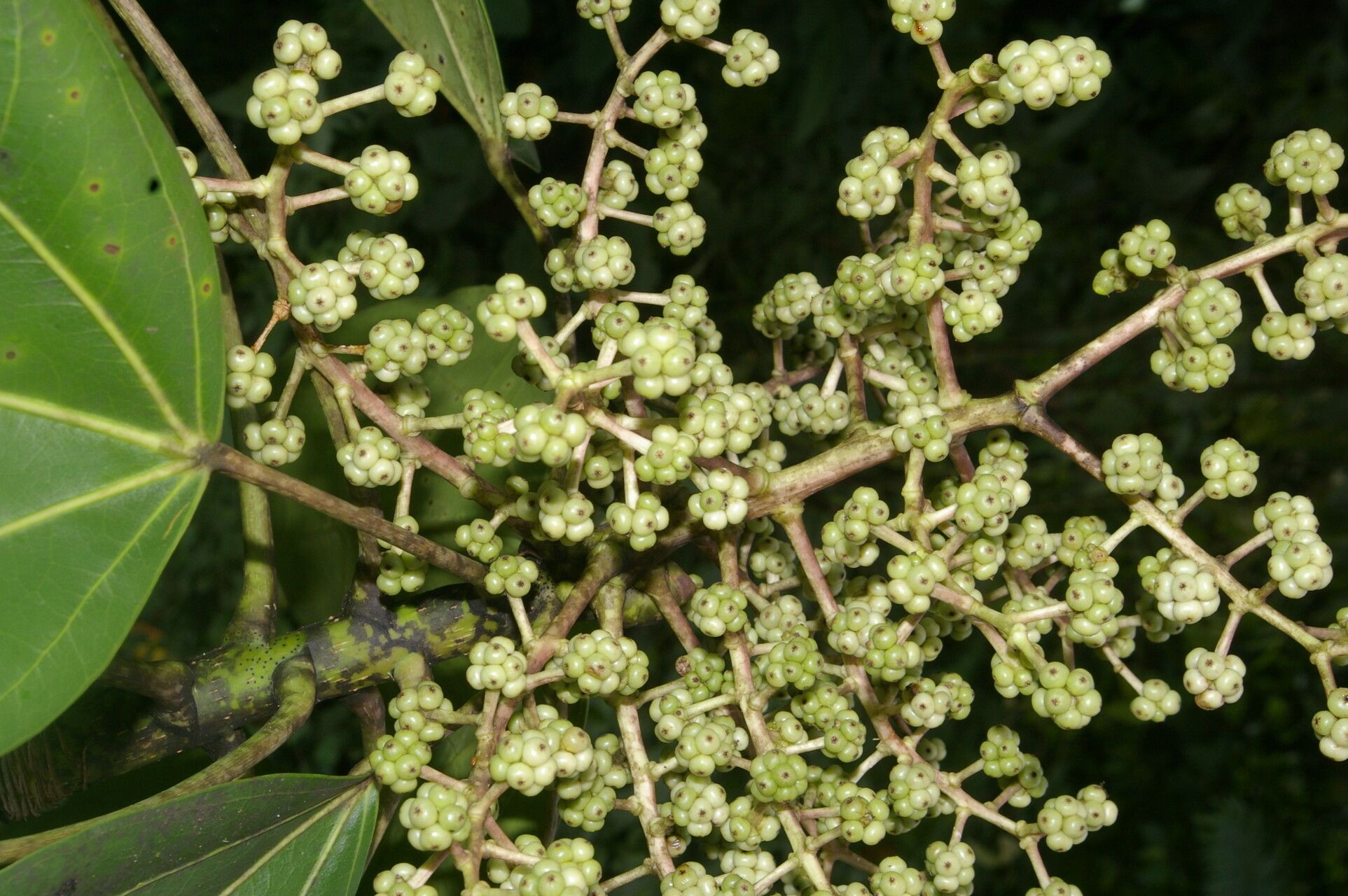 Oreopanax donnell-smithii fruit