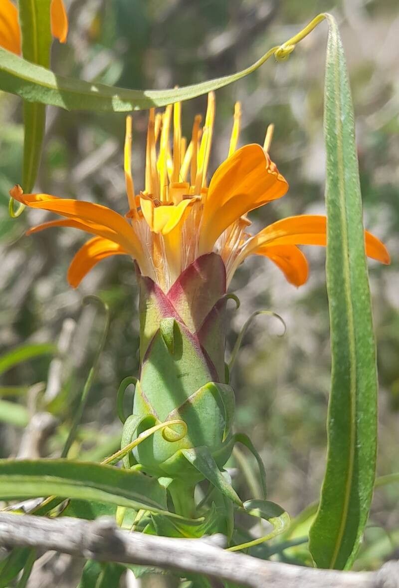 Mutisia subspinosa flower