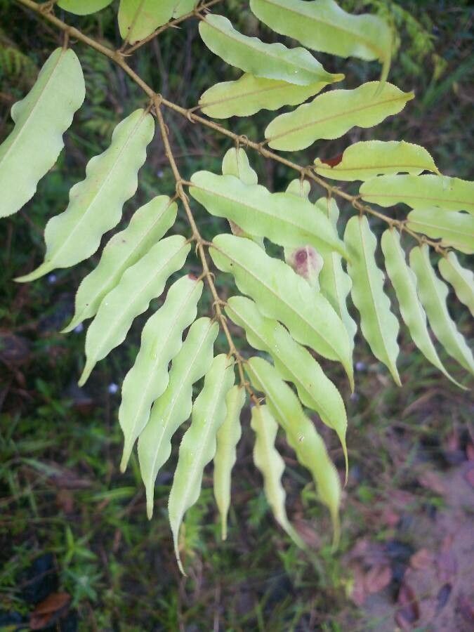 Mabea subsessilis — houseplant care guide