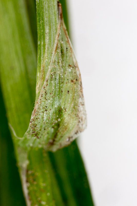 Carex strigosa — houseplant care guide