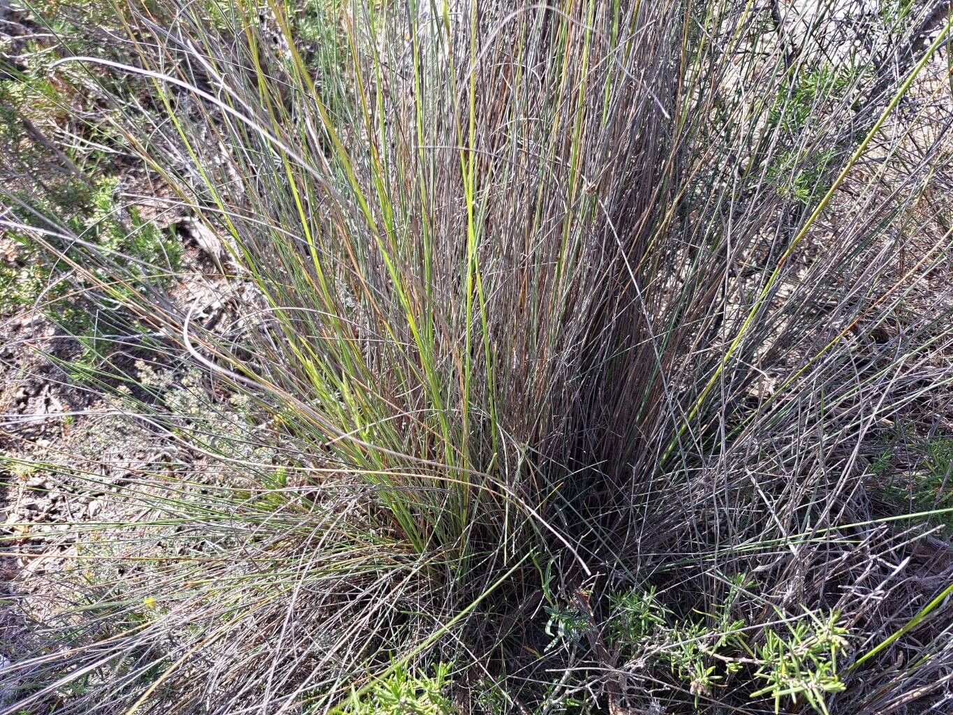 Helictotrichon filifolium — related species from the same genus