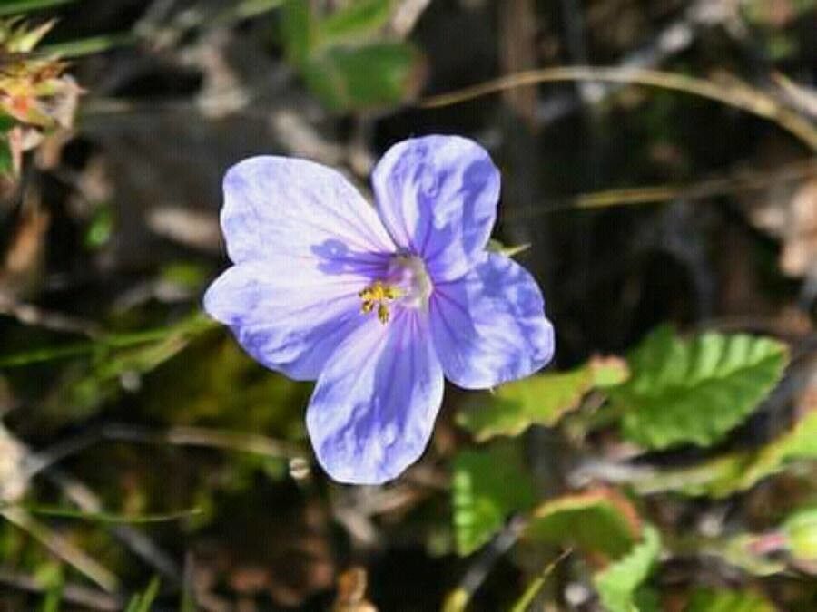 Erodium gruinum flower