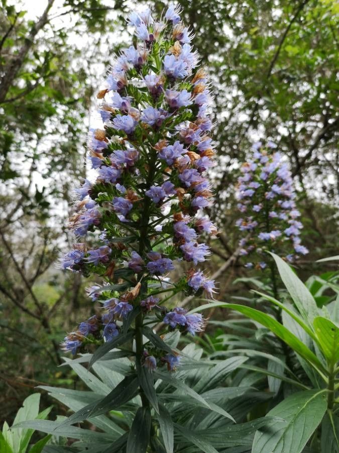 Echium callithyrsum flower