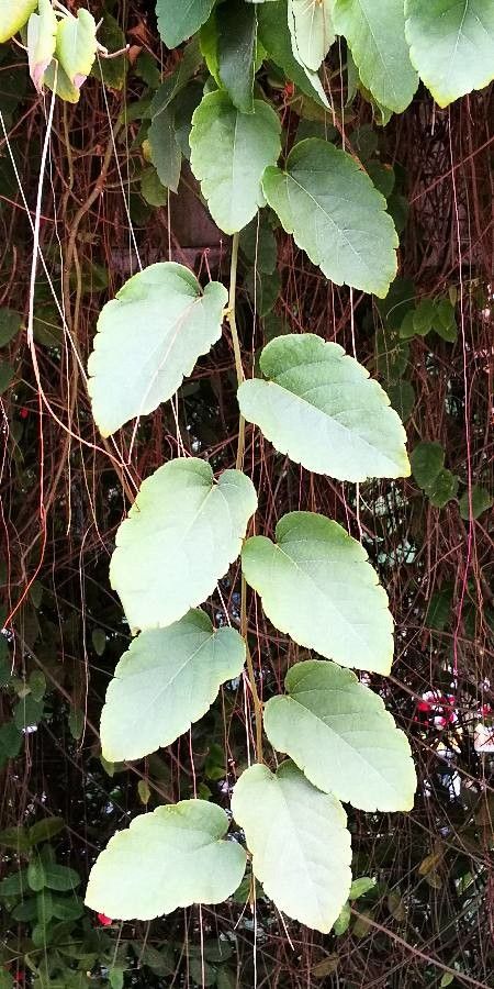 Passiflora miniata — search result for 'Passiflora'