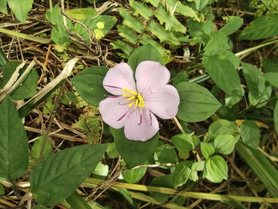 Heterotis decumbens (P.Beauv.) flower