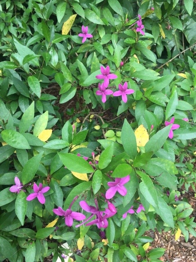Pseuderanthemum laxiflorum flower