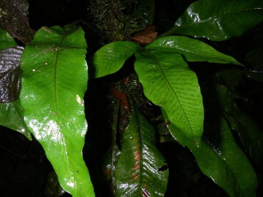 Pleopeltis bradeorum other