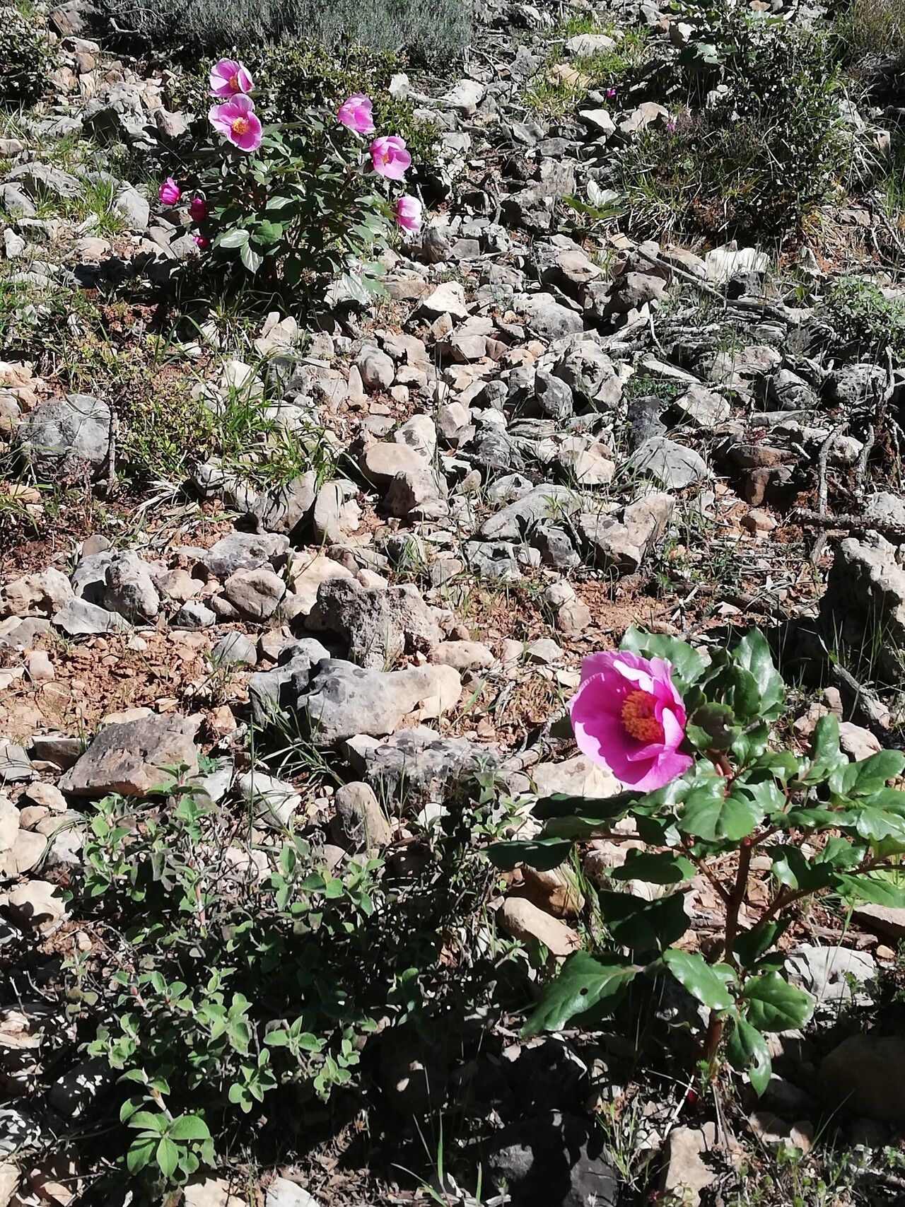 Paeonia corsica habit