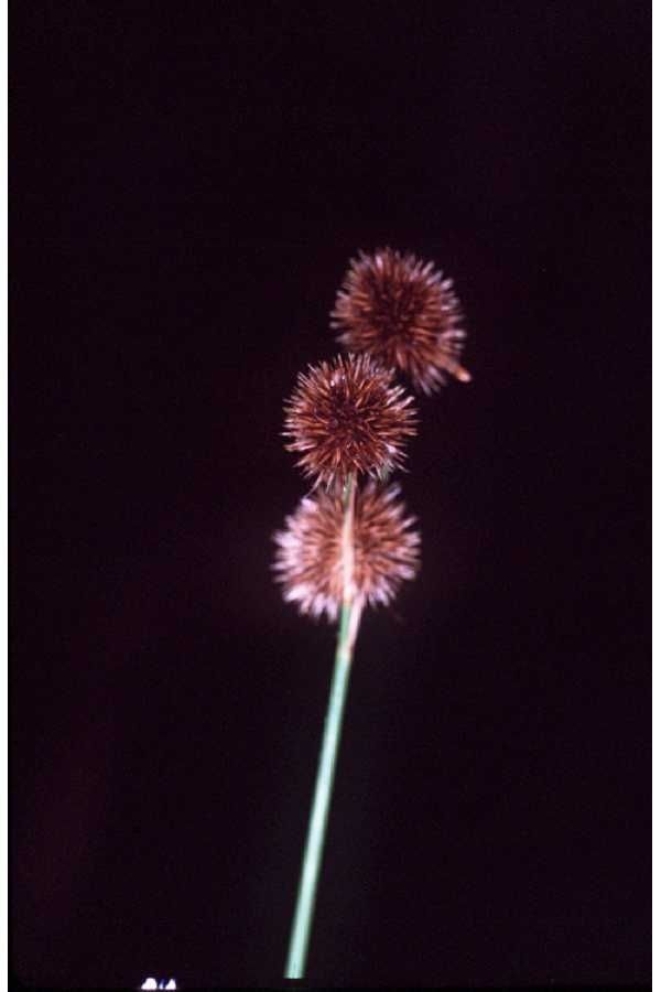 Juncus brachycarpus — search result for 'Juncus'