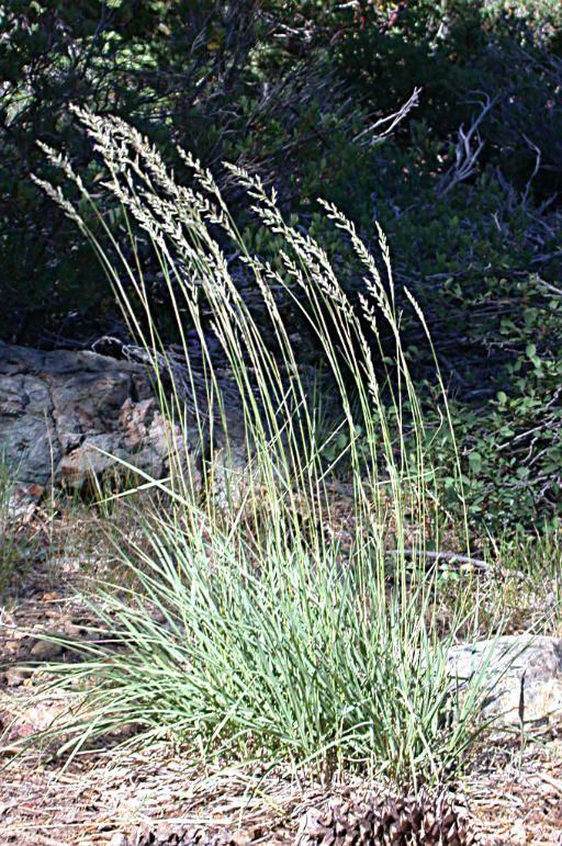Calamagrostis koelerioides habit