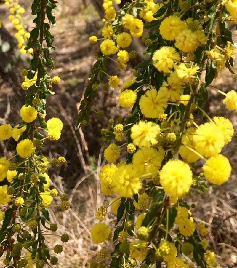 Acacia paradoxa flower